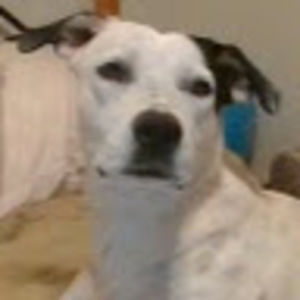 Meet your Posher, Janet